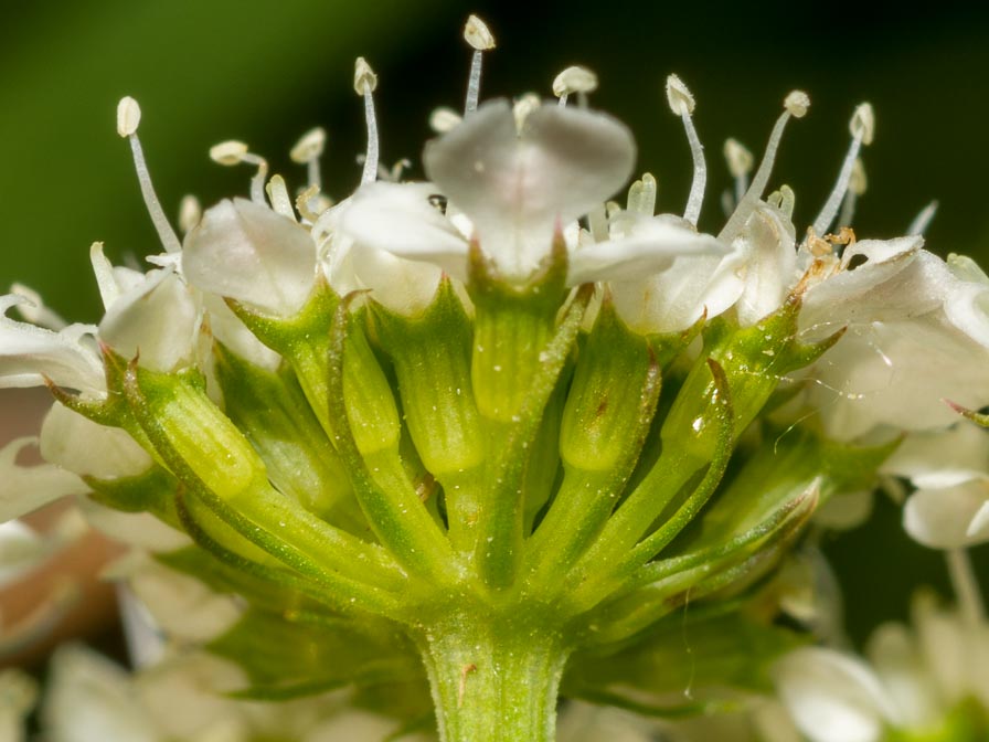 Oenanthe pimpinelloides / Finocchio acquatico comune